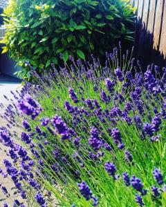 a field of purple flowers next to a fence at Ferienwohnung Lavanda in Rust