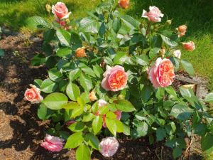 une brousse de roses dans un jardin dans l'établissement Ferienwohnung 1, unten, à Bad Wilsnack