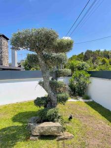 ein Bonsai-Baum in einem Garten mit einem Felsen in der Unterkunft Villa - Âncora - 300 mètres de l’océan in Vila Praia de Âncora