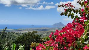 a bunch of pink flowers with mountains in the background at Abri Papaye in Rivière-Salée