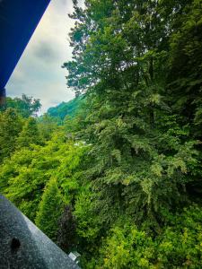 een uitzicht op een bos van bomen vanaf een brug bij Mountain View Hideaway in Ballabio