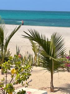 a palm tree on a beach with the ocean in the background at Villa Alfredo Marchetti Nº13 A Suites on the Beach, Praia de Chaves, Boa Vista in Cabeçadas