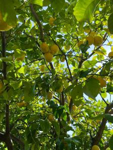 a tree with lots of yellow fruits on it at Viva Properties in Ouranoupoli