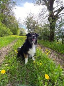 Ein schwarzer und weißer Hund sitzt im Gras in der Unterkunft Ebermannsmühle in Lauscha