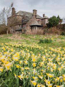 a field of yellow flowers in front of an old house at Johnby Hall in Penrith