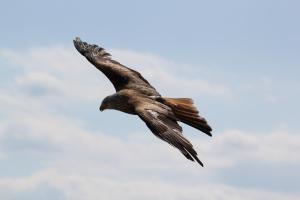 un pájaro volando en el cielo en ROMANTICA, en San Bartolomé