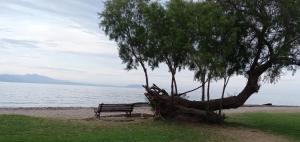 a bench sitting next to two trees on the beach at Elizas house in Nea Makri