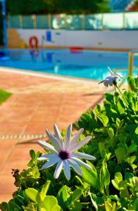 biały kwiat przed basenem w obiekcie Niriides w mieście Kyparissia