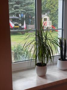 Zahrada ubytování Apartament Hania