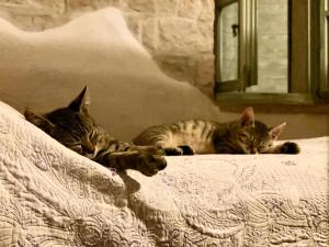 Domáce zviera alebo zvieratá hostí v ubytovaní Cottage al Merlo Olivo