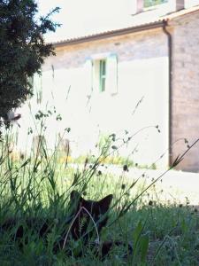 Vonkajšia záhrada v ubytovaní Cottage al Merlo Olivo