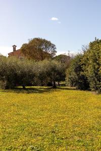 a field of yellow flowers in front of a house at Appartamento in villa in Fano