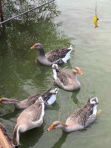 a group of ducks swimming in the water at Feha 22 Schwedenhaus auf dem Bauernhof 