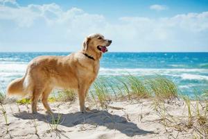 a dog standing on a sandy beach near the ocean at Villaggio Turistico Scialmarino in Vieste