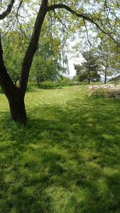 a tree in the middle of a grass field at Oaza Miłości in Lipniki