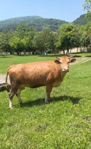 una vaca marrón parada en un campo de hierba en Beyaz Köşk Geyve, en Geyve