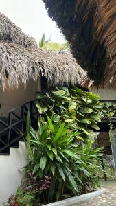 帕洛米諾的住宿－Casa Yuluka en la playa, Palomino，建筑一侧的一束植物