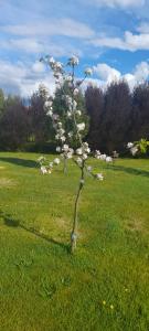 a small tree with white flowers in a field at Cabañas Lago Azul in Puerto Varas