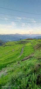 a green field with a road in the middle at IYAMAN FARM near SAGADA 
