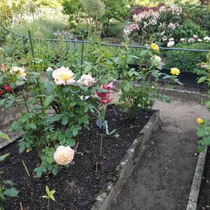 a garden filled with roses and other flowers at Gästehaus am Teich in Raben Steinfeld