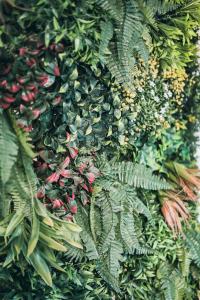 a bunch of plants with red and green leaves at L'Amazonien - Baby-foot et filet de détente ! in Nîmes