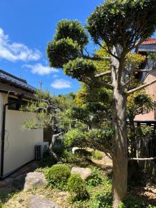 オオヤシロSTAY旅音 في إزومو: شجرة صنوبر أمام المنزل