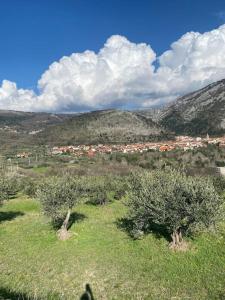 una persona está de pie en un campo con árboles en Val Rosandra, 