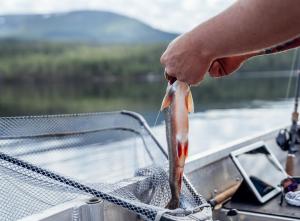 una persona que tenga un pez en una red en Idre Himmelfjäll Resort en Idre