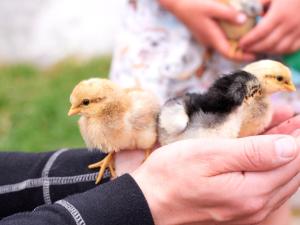 a person holding three baby chickens in their hand at Vinkelgaard in Ringsted