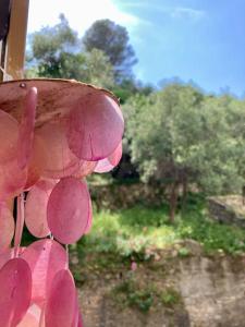 Une bande d'oignons roses suspendus à une fenêtre dans l'établissement La Casetta, à Portovenere