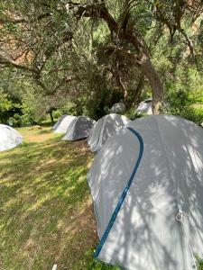 un groupe de tentes dans un champ arboré dans l'établissement Gjipe Eco Campground, à Vuno