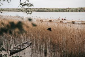 a black bear walking in a field of tall grass at Forest House Augustów in Augustów