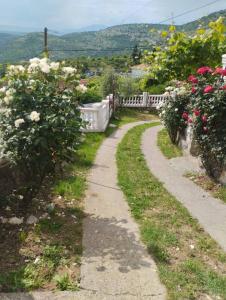 two paths in a garden with roses at WOODSTONE APARTMAN in Podgorica