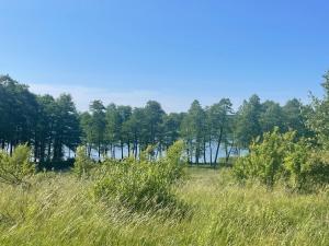 a field of tall grass with trees in the background at WILIMY Dom nad jeziorem Dadaj in Wilimy