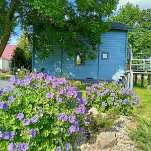 a blue house with purple flowers in front of it at Świerkowe Siedlisko in Węgorzewo