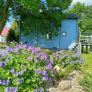 niebieski dom z fioletowymi kwiatami przed nim w obiekcie Świerkowe Siedlisko w Węgorzewie