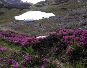 a field of pink flowers with a lake in the background at Pensiunea OK in Vişeu de Sus