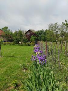 un jardín con flores púrpuras junto a una valla en Dorina Apartman, en Zalakaros