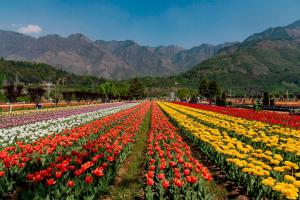 a field of flowers with mountains in the background at Gulshan Group of HouseBoat in Srinagar
