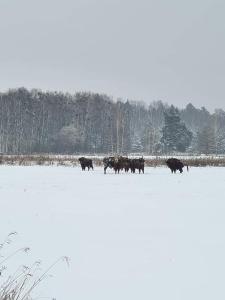 Zvieratá na farme alebo blízkom okolí