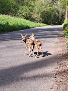 deux hyènes debout au milieu d'une route dans l'établissement Studio entre Lac et Montagnes Evian - Lugrin, à Lugrin 17 autres photos