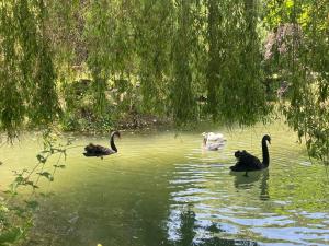 Tres patos nadando en el agua en un estanque en Le Murmont, en Thonnance-lès-Joinville