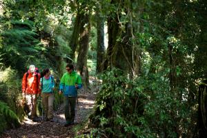 three people walking on a trail in the woods at Futangue Hotel & Spa in Lago Ranco