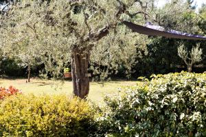 Zahrada ubytování Villa Pigadi Nikiti beach vacation