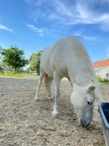 Zvířata v apartmánu nebo okolí