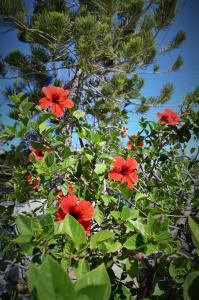 a tree with red flowers in front of a pine tree at Summer Residence in Provatas