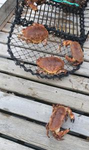 three lobsters sitting on a grill on a table at Cozy and unassuming cabin with fantastic views in Ørnes