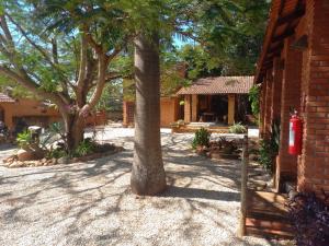 a palm tree in the courtyard of a house at Pousada Recanto dos Leões in Pirenópolis