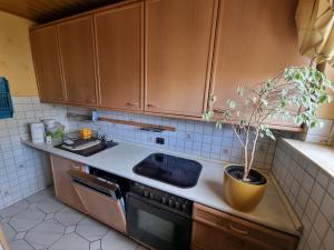 eine Küche mit einer Pflanze in einem Topf auf der Theke in der Unterkunft Maria Apartment in Wolfsburg