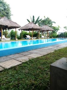 una gran piscina con sombrillas y césped en Web of Life Resort Wasgamuwa, en Talakolawela